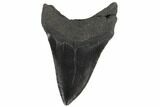 Robust, Fossil Megalodon Tooth - South Carolina #86056-2